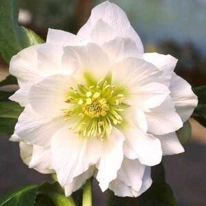 Helleborus 'Double Ellen White'; lumeroos 'Double Ellen White'