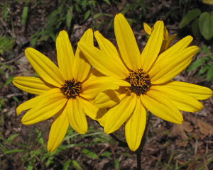 Helianthus atrorubens; tõmmu päevalill
