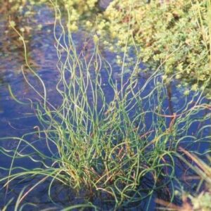 Juncus effusus 'Spiralis'; harilik luga 'Spiralis'