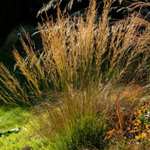 Molinia caerulea 'Moorflamme'; harilik sinihelmikas 'Moorflamme'