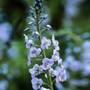 Veronica gentianoides