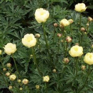 Trollius 'Alabaster'