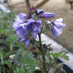Polemonium yezoense 'Bressingham Purple'; hokkaido sinilatv 'Bressingham Purple'