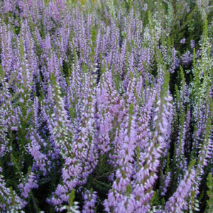 Calluna vulgaris 'Spring Torch'