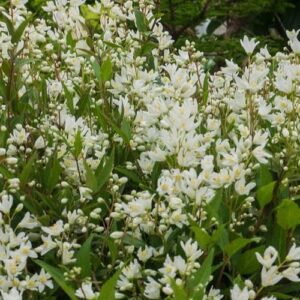 Deutzia gracilis 'Nikko'