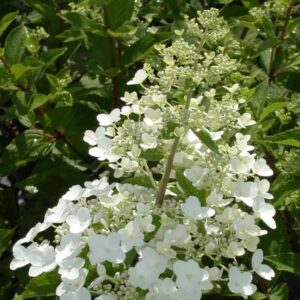 Hydrangea paniculata 'Unique'
