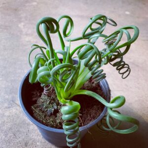 Albuca spiralis *Frizzle Sizzle*