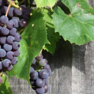 Viinamari 'Boskoop Glory'