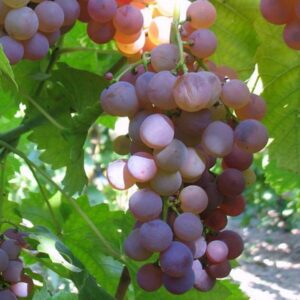 Viinamari 'Chasselas Rosé'