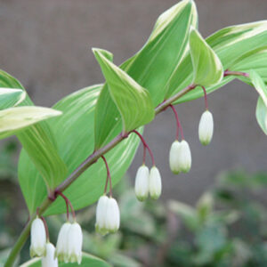 Polygonatum odoratum var. plurif. 'Variegatum'