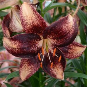 Lilium 'Chocolate Event'