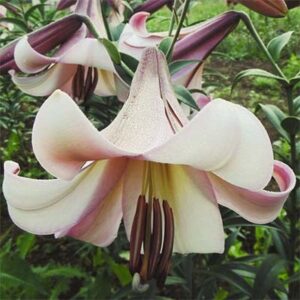 Lilium 'Eastern Moon'