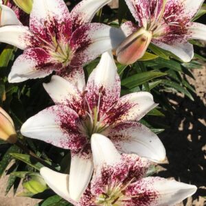 Lilium 'Tribal Kiss'