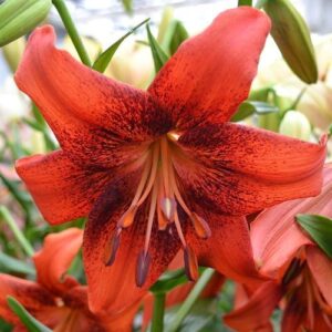 Lilium 'Strawberry Event'