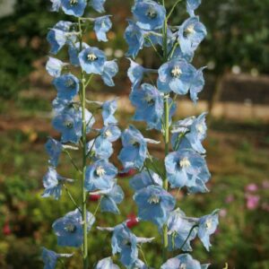 Delphinium x belladonna 'Cliveden Beauty'; nägus kukekannus 'Cliveden Beauty'
