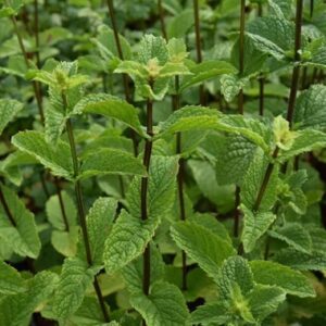 Mentha spicata 'Moroccan'; rohemünt 'Maroccan'