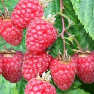 Vaarikas 'Zefa Herbsternte'