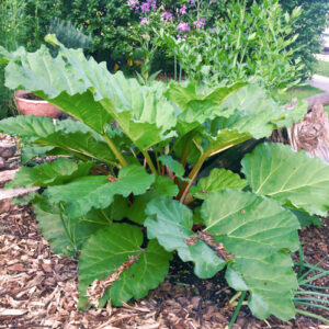Rheum rhabarbarum
