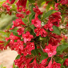 Weigela 'Red Prince'
