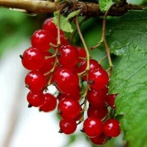 Punane sõstar 'Red Lake'