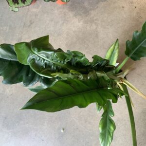 Philodendron "Narrow escape"