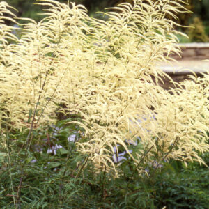 Aruncus dioicus 'Kneiffii'