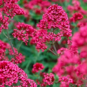 Centranthus ruber 'Coccineus'; punane kannuslill 'Coccineus'