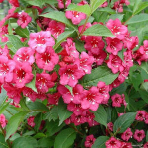 Weigela 'Bristol Ruby'