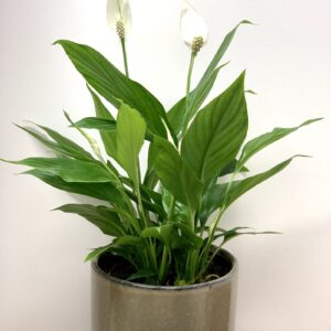 Spathiphyllum 'Korto'