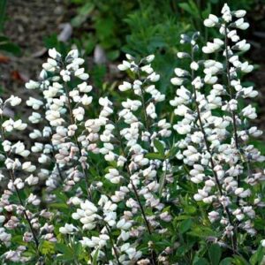 Baptisia australis 'Alba'; sinine baptiisia 'Alba'