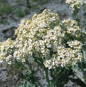 Crambe maritima; merikapsas