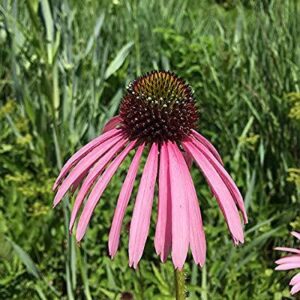 Echinacea pallida; kahkjas siilkübar