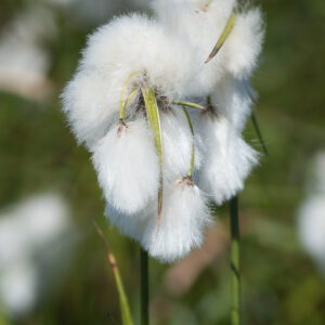 Eriophorum angustifolium; ahtalehine villpea