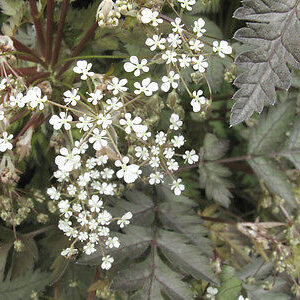 Anthriscus sylvestris 'Ravenswing'