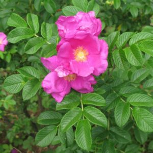 Rosa rugosa 'Rubra'
