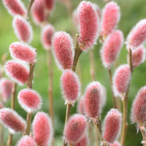Salix gracilistyla 'Mt. Aso'