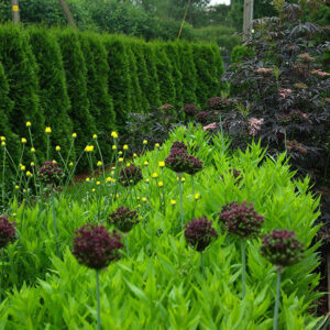 Sambucus 'Black Lace'