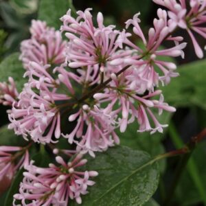 Syringa x josikaea 'Red Holger'