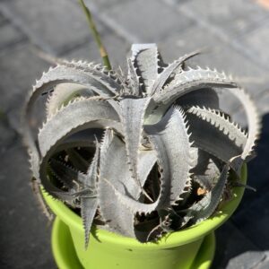Dyckia marnier-lapostollei
