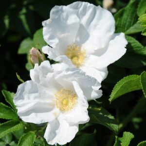 Rosa rugosa 'Alba'