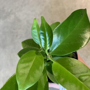 Hoya australis "Kapoho"