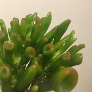 Crassula ovata "Gollum"