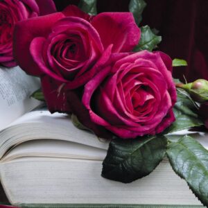 Johann Wolfgang von Goethe Rose®