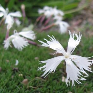 Dianthus 'Berlin Snow'; nelk 'Berlin Snow'