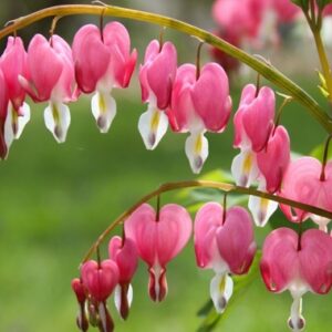 Dicentra spectabilis