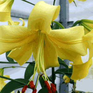 Lilium 'Yellow Space'