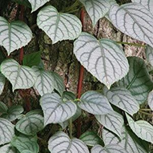 Schizophragma hydrangeoides 'Moonlight'