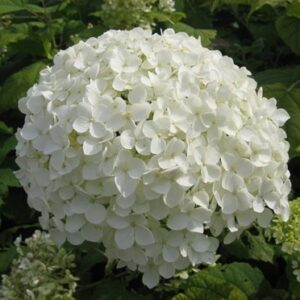 Hydrangea arborescens 'Strong Annabelle'