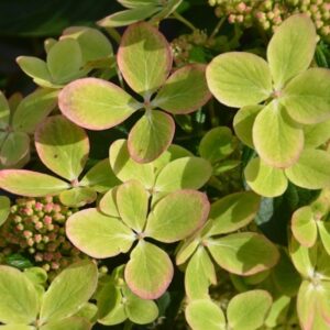 Hydrangea paniculata 'Pastelgreen'