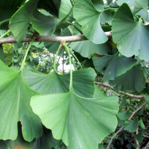 Ginkgo biloba 'Horizontalis'